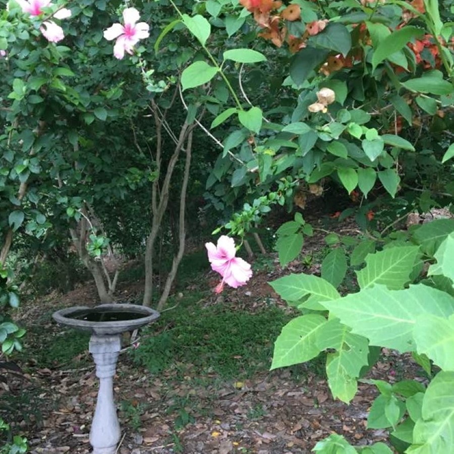 Garden with bird bath and flowering hibiscus