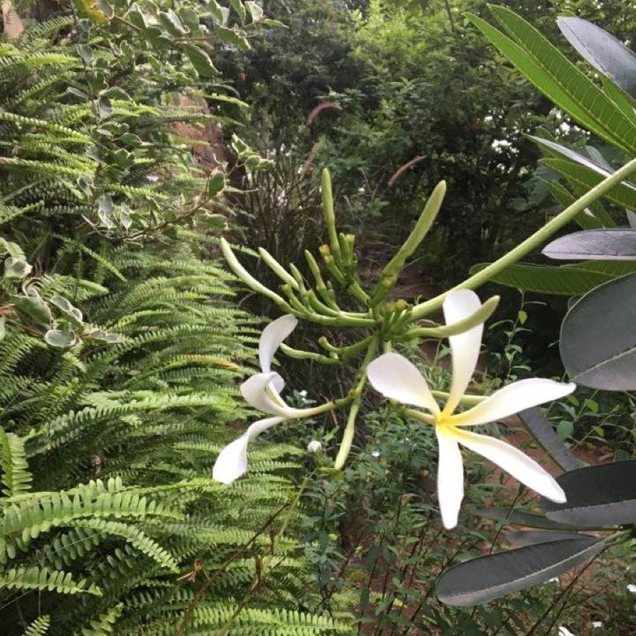 Frangipani flowers and ferns in the estate garden