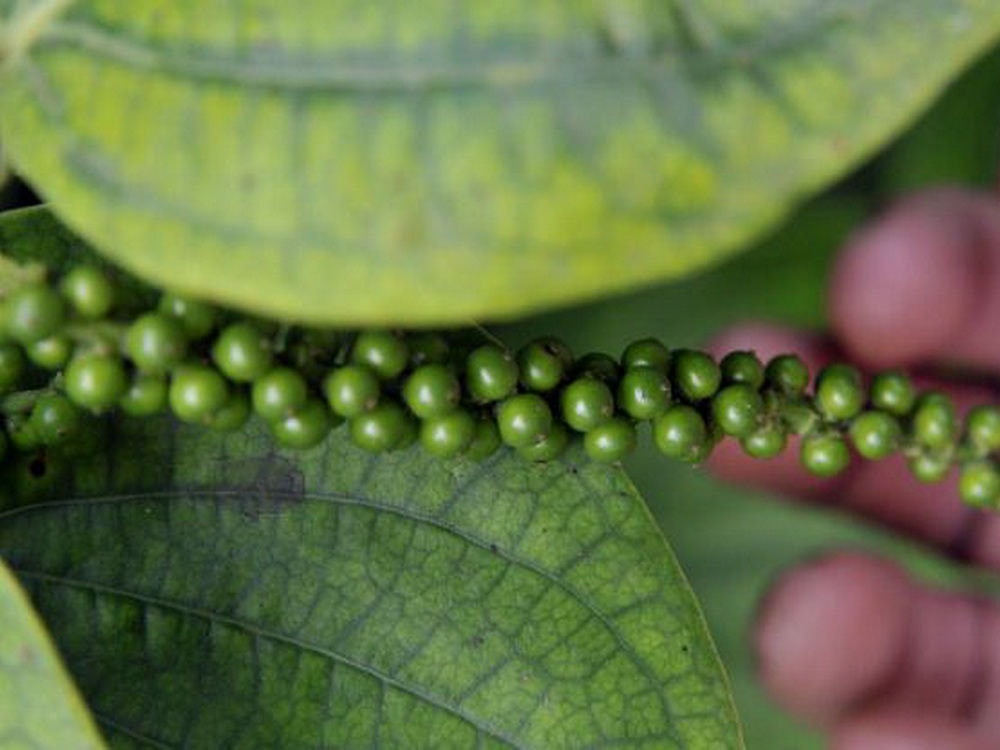 Fresh green pepper on the vine at Palani Hills coffee estate